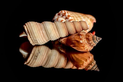 Schelpen op zwarte spiegel