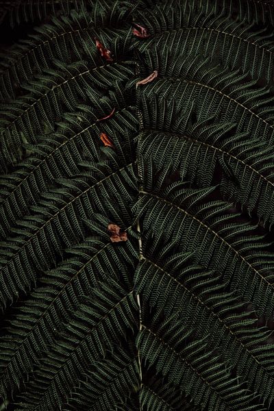 Pattern of nature by Jietske Donders