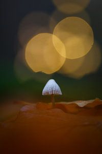 autumn sur Pim Leijen