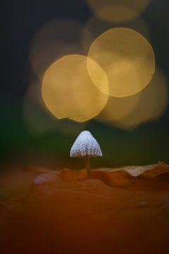 herfst van Pim Leijen