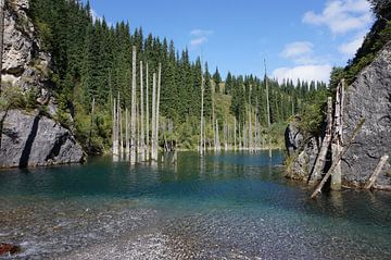 Bomen in het meer door een aardverschuiving in Kazachstan van Lindy van Oirschot