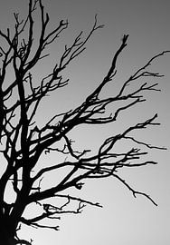 dead tree silhouette