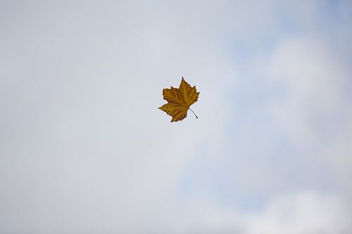 Feuille dans la tempête