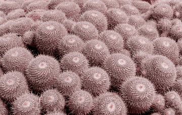 Beige cactussen in Jardin Exotique in Monaco. Moderne botanische illustratie in pastelkleuren. van Dina Dankers
