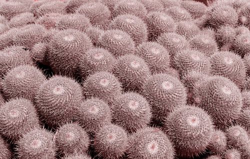 Beige cactussen in Jardin Exotique in Monaco. Moderne botanische illustratie in pastelkleuren.