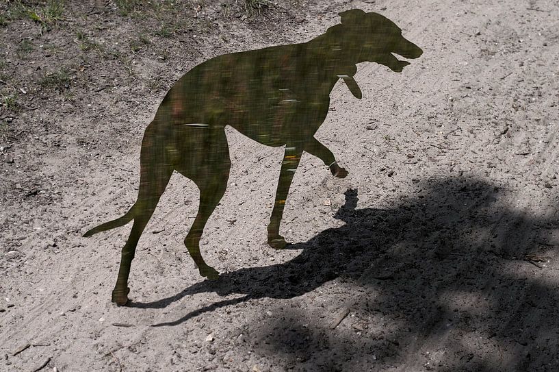 Walking Shadow van True Color Stories