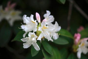 Rhododendron by Thomas Jäger