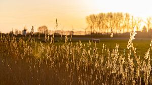 Ochtendlicht met schapen op de achtergrond 3