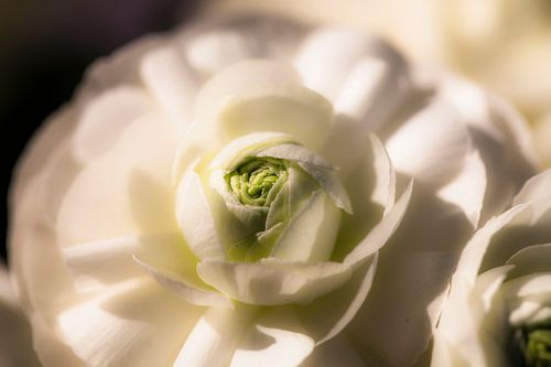 witte ranonkel