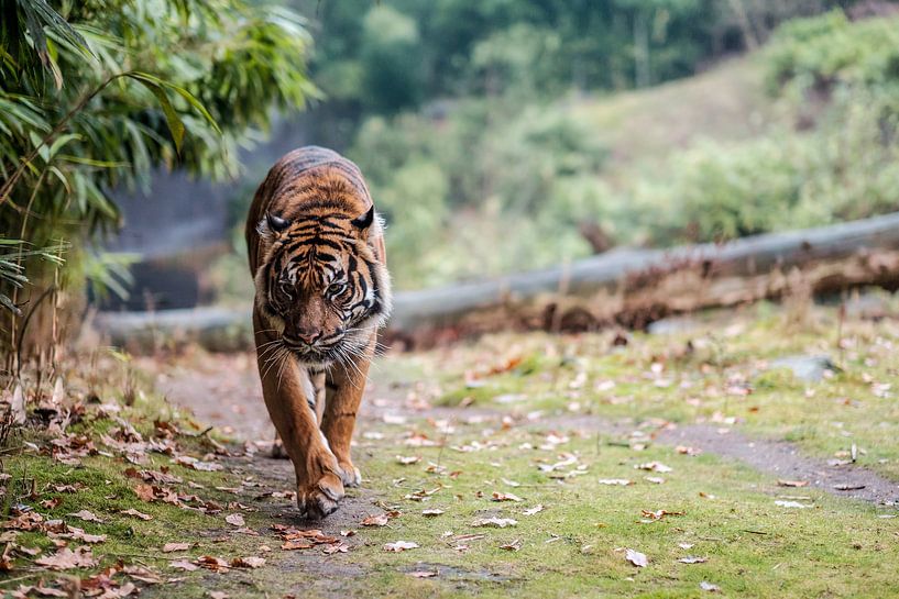 Tiger par Edwin van Wijk