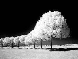 Colone by René Kempes