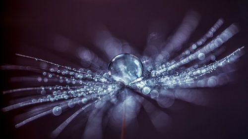 Waterdruppels op een pluisje met bokeh