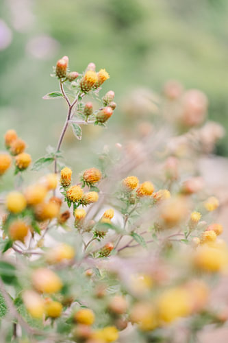 Stimmungvolles Botanische Stilleben