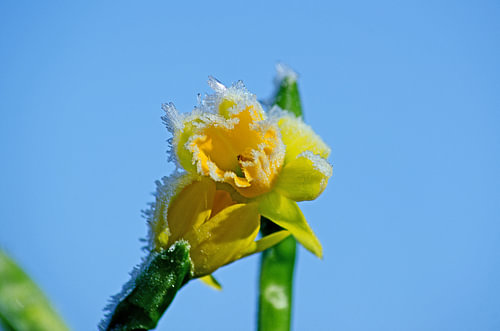 Bloem en ijs