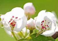 Bloesem uit de Betuwe 1