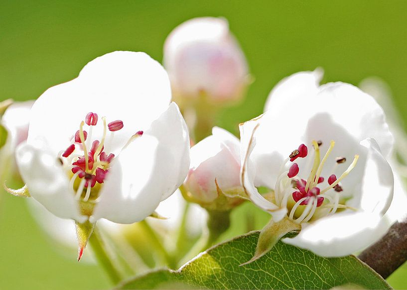 Bloesem uit de Betuwe 1 van Marinus de Keijzer