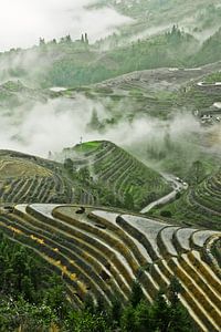 Rijstterras in China Mistig herfstlandschap met rijstterrassen. China, Yangshuo, Longsheng Rijstterr van Michael Semenov
