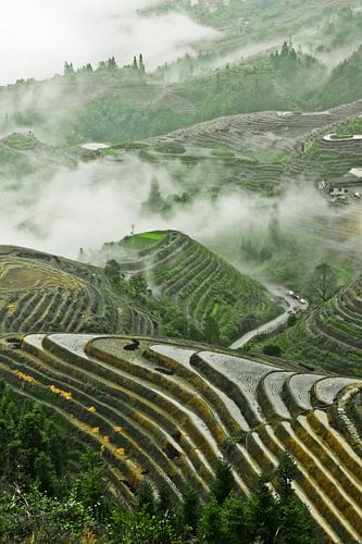 Rice Terrace in China Misty autumn landscape with rice terraces. China, Yangshuo, Longsheng Rice Ter