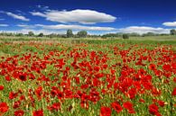 Poppy meadow Corn poppy (Papaver rhoeas) by Renate Knapp thumbnail