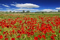 Klaproosweide Maispapaver (Papaver rhoeas)