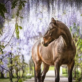 Kwpn horse under the wisteria by Daliyah BenHaim