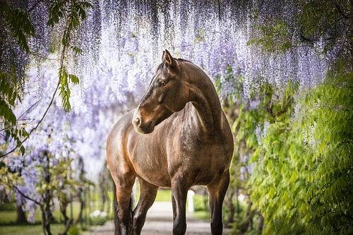 Kwpn horse under the wisteria