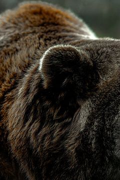 Chuchotement de l'ours sur Nicole Schmidt