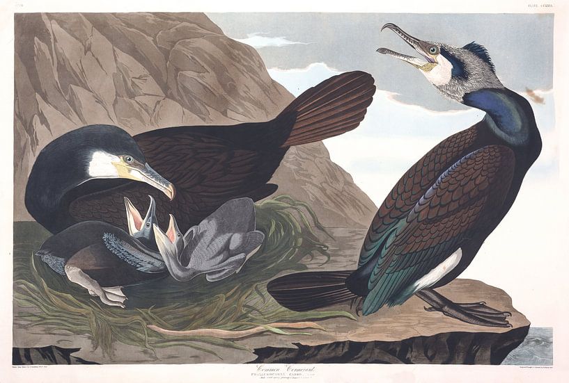 Aalscholver van Birds of America