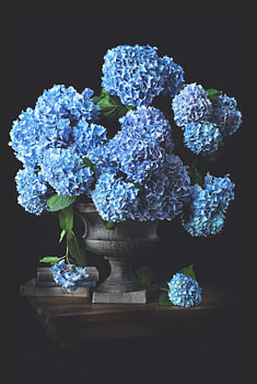 Vase mit blauer Hortensie