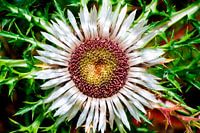 Thistle Crown