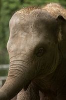 Eléphant mignon