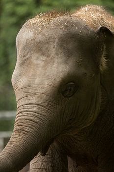Cute Elephant