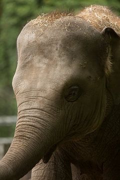 Cute Elephant van Fokke jurrien Akker