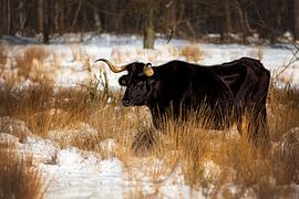 Tauros in the snow by Anouschka Hendriks