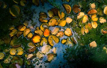 Autumn leaves floating on water 6 by Reinder Tasma