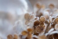 Winter hydrangea