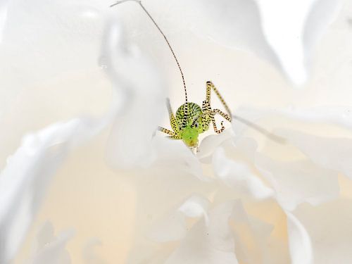 krekeltje in pioenroos