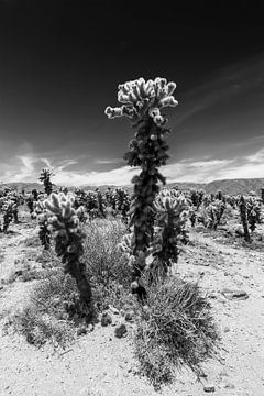 Cholla Cactus Garden, Joshua Tree National Park sur Melanie Viola