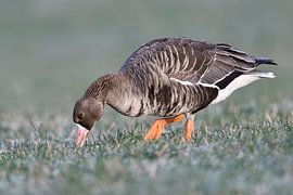 Greater White-fronted Goose ( Anser albifrons ) in winter, walking over frosted farmland, feeding on by wunderbare Erde