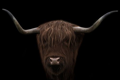 Schottischer Highlander nach dem Trinken