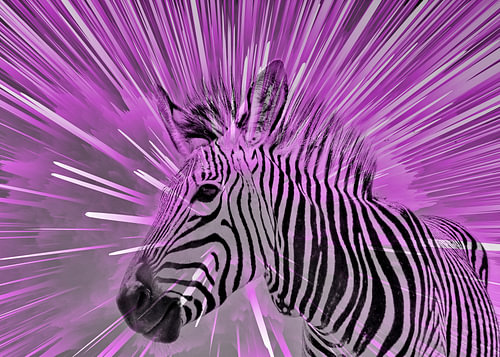 Zèbre violet pop