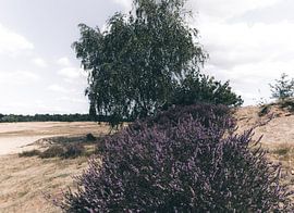 Heideblume auf dem Feld von Kootwijkerzand von Collin Arts