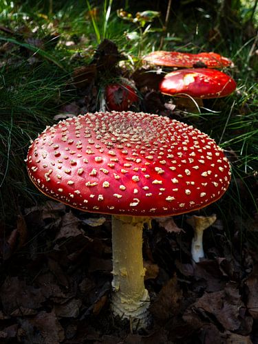 Fly agaric by Willemijn Wolthaus