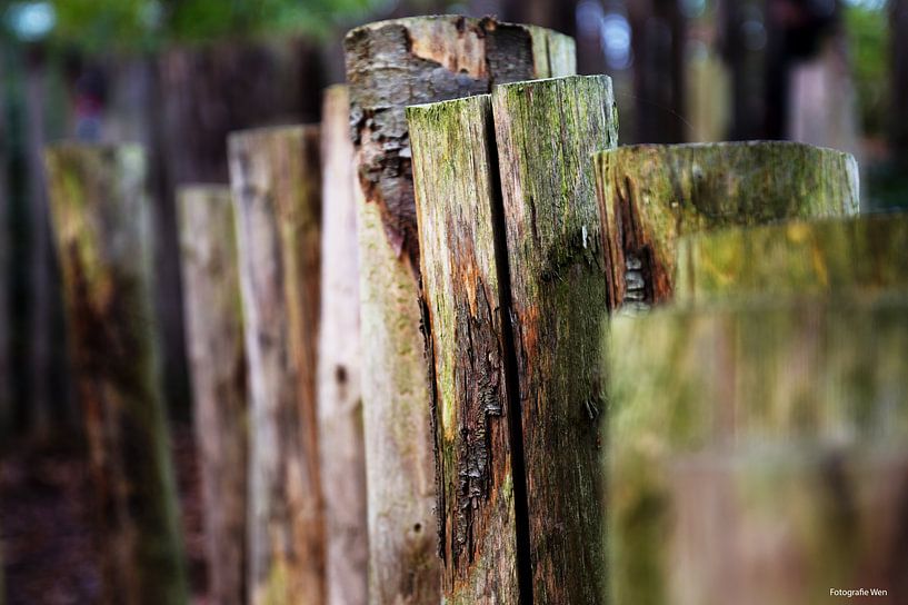 Wooden fence in the woods. by Wendy Van Wuytswinkel