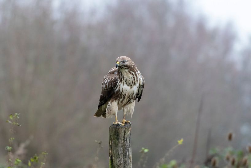 Bussard von Merijn Loch