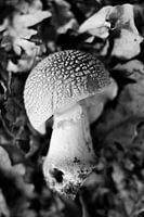 champignon à points blancs