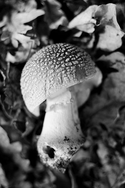 champignon à points blancs par Karen Velleman