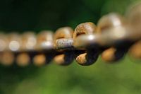 Load chain