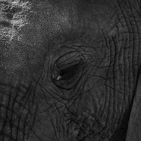 Auge Elefant von Gertjan Hesselink