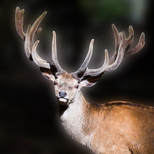 Deer with antlers